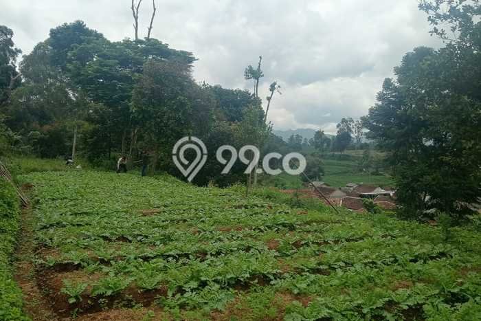Kavling Tanah di Ciwidey Dijual Luas 2800m2 Legalitas AJB Kavling Tanah di Ciwidey Dijual Luas 2800m2 Legalitas AJB