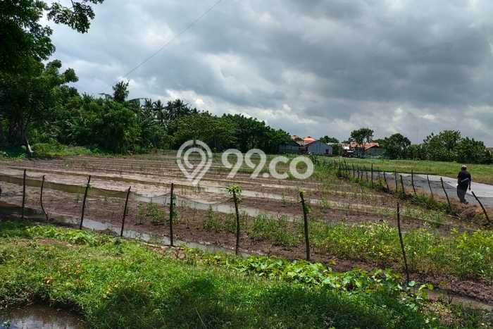 Dijual Tanah Lokasi Teluk Naga, Tangerang Seluas 2050m2 Dijual Tanah Lokasi Teluk Naga, Tangerang Seluas 2050m2