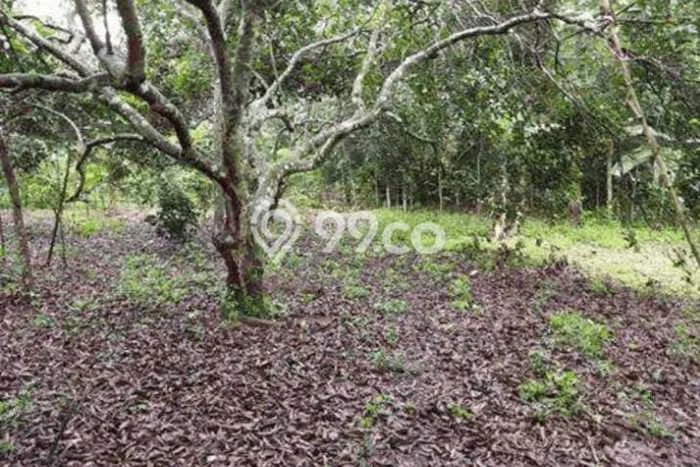 Tanah Lokasi Strategis Kawasan Bungursari, Luas 10076m², Dekat ke Pusat Kota Tanah Lokasi Strategis Kawasan Bungursari, Luas 10076m², Dekat ke Pusat Kota
