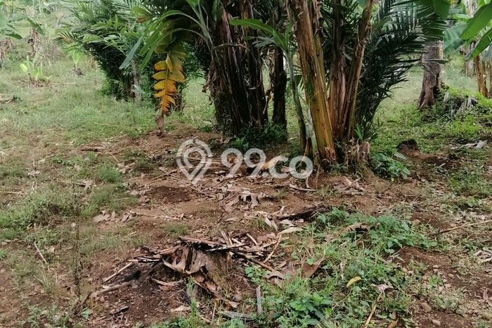 Lahan Strategis di Trawas Dijual dengan Luas 12000m2 Lahan Strategis di Trawas Dijual dengan Luas 12000m2