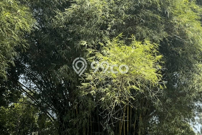 Tanah Kavling di Gunung Putri Dijual dengan Luas 597m2 Tanah Kavling di Gunung Putri Dijual dengan Luas 597m2