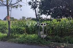 Lahan untuk Dijual di Prambanan Klaten Luas 2300m2 Lahan untuk Dijual di Prambanan Klaten Luas 2300m2