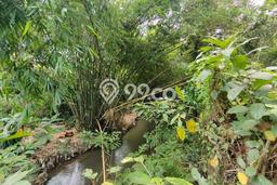 TANAH POTENSIAL! Tanah di Ubud, Luas 227m², Pinggir Jalan Utama TANAH POTENSIAL! Tanah di Ubud, Luas 227m², Pinggir Jalan Utama