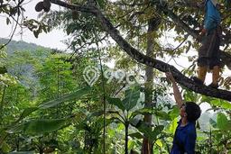 Tanah untuk Dijual di Cipatat Bandung Barat Luas 4416m2 Tanah untuk Dijual di Cipatat Bandung Barat Luas 4416m2