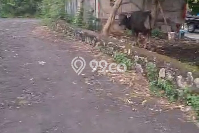 Tanah Siap Bangun Dijual di Badung Punya Luas 500m2 Tanah Siap Bangun Dijual di Badung Punya Luas 500m2