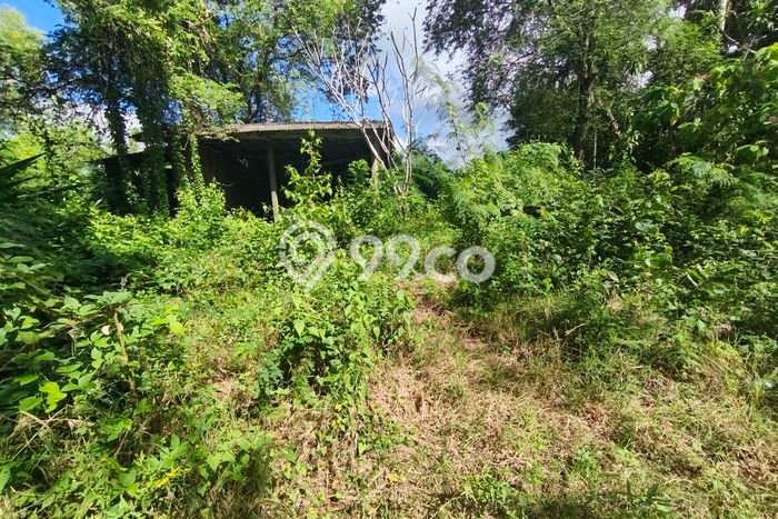 Kavling Tanah untuk Dijual di Kutuh, Bangli, Luas 550m2 Kavling Tanah untuk Dijual di Kutuh, Bangli, Luas 550m2