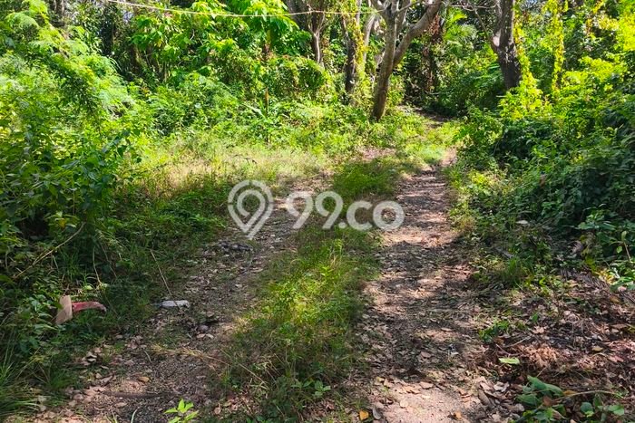 Kavling Tanah untuk Dijual di Kutuh, Bangli, Luas 550m2 Kavling Tanah untuk Dijual di Kutuh, Bangli, Luas 550m2