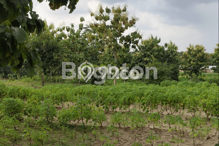 Tanah Lokasi Strategis Kawasan Polokarto, Luas 1469m², Lingkungan Nyaman, Akses Polokarto, Sukoharjo, Sukoharjo Tanah Lokasi Strategis Kawasan Polokarto, Luas 1469m², Lingkungan Nyaman, Akses Polokarto, Sukoharjo, Sukoharjo