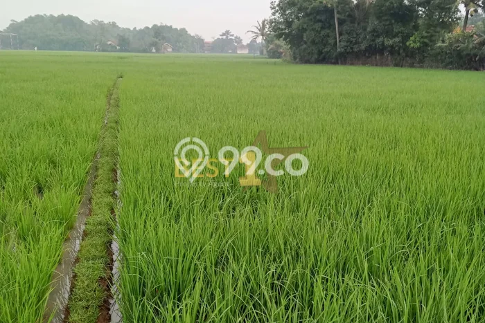 Tanah untuk Dijual Lokasi Ciparay, Bandung Luas 2525m2 SHM Tanah untuk Dijual Lokasi Ciparay, Bandung Luas 2525m2 SHM