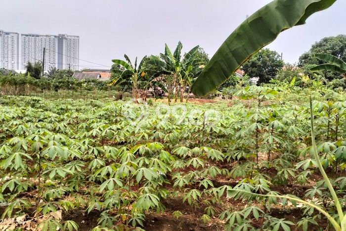 Tanah Kavling untuk Dijual di Serpong Tangerang Selatan 1464m2 Tanah Kavling untuk Dijual di Serpong Tangerang Selatan 1464m2