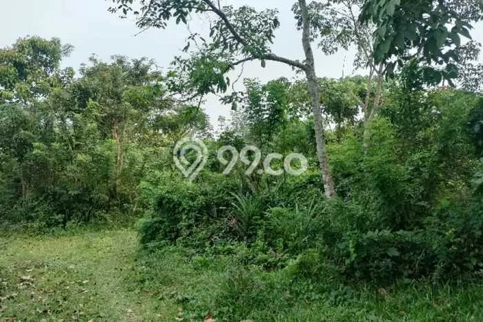 Tanah Dijual Lokasi Panimbang, Pandeglang Luas 47300m2 Legalitas Aman Tanah Dijual Lokasi Panimbang, Pandeglang Luas 47300m2 Legalitas Aman