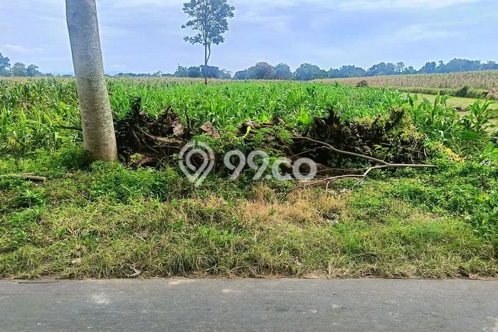 Lahan untuk Dijual Lokasi Tulung, Klaten Luas 976m2 SHM Lahan untuk Dijual Lokasi Tulung, Klaten Luas 976m2 SHM