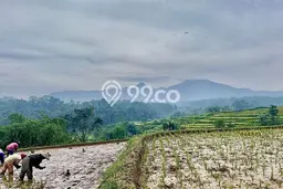 Tanah untuk Dijual Lokasi Darangdan, Purwakarta Luas 2500m2 - Tanah untuk Dijual Lokasi Darangdan, Purwakarta Luas 2500m2 -