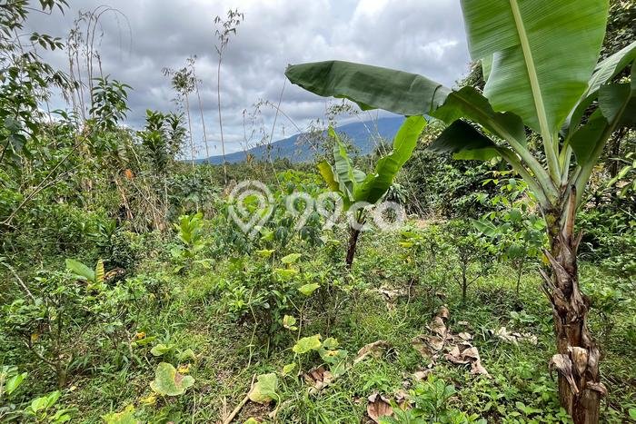 Untuk Dijual Tanah di Bojong Purwakarta Luas 1100m2 SHM Untuk Dijual Tanah di Bojong Purwakarta Luas 1100m2 SHM