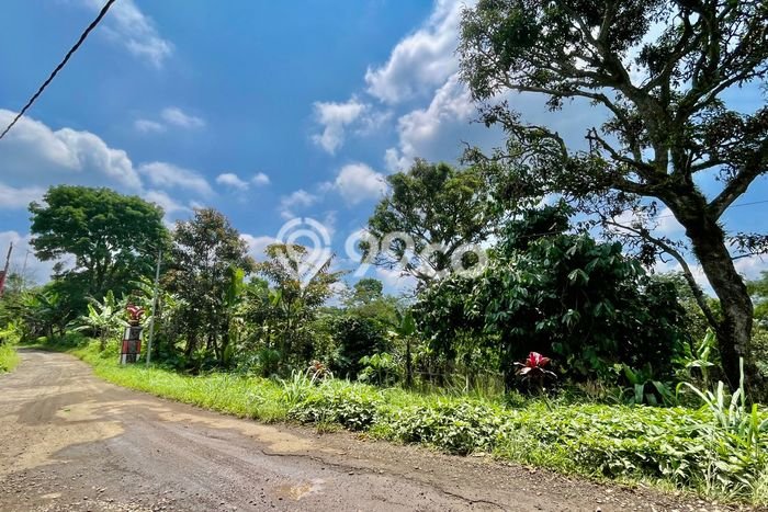 Untuk Dijual Tanah di Ciater Subang Luas 1994m2 SHM Untuk Dijual Tanah di Ciater Subang Luas 1994m2 SHM
