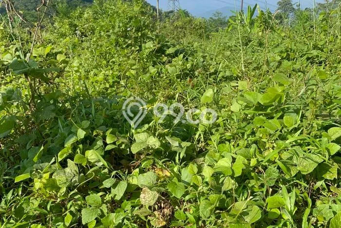 Kavling Tanah di Sumedang Utara Dijual Luas 435m2 Legalitas SHM Kavling Tanah di Sumedang Utara Dijual Luas 435m2 Legalitas SHM