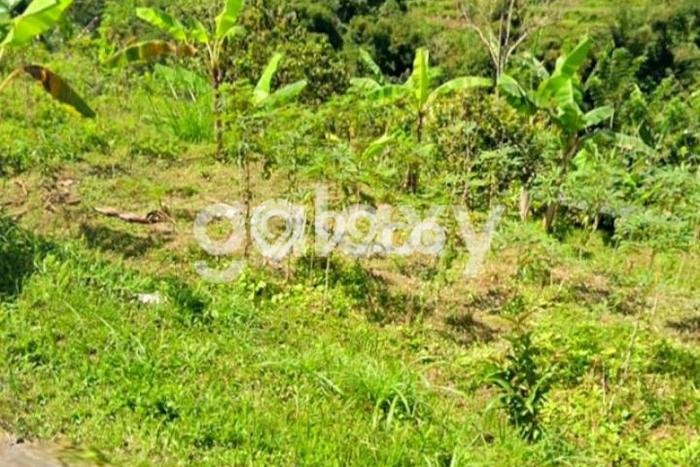 Tanah Dijual Lokasi Baturiti, Tabanan Luas 5000m2 Legalitas Aman Tanah Dijual Lokasi Baturiti, Tabanan Luas 5000m2 Legalitas Aman