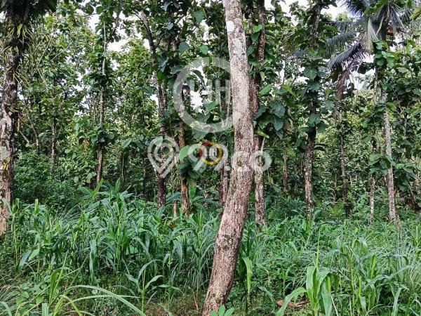 Lahan untuk Dijual Lokasi Sidorejo, Salatiga Luas 19520m2 SHM Lahan untuk Dijual Lokasi Sidorejo, Salatiga Luas 19520m2 SHM