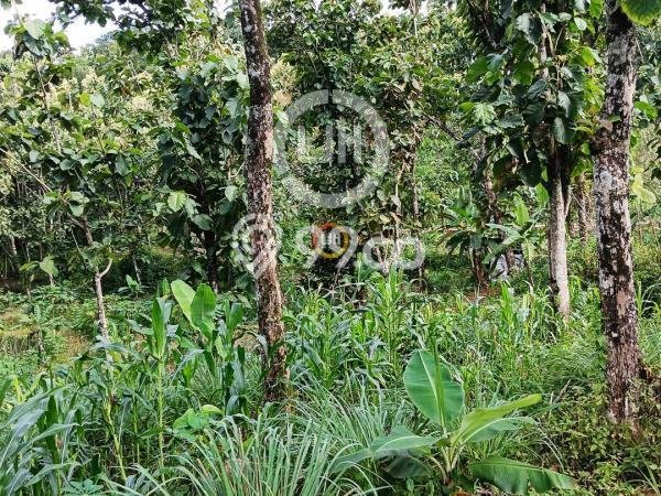 Lahan untuk Dijual Lokasi Sidorejo, Salatiga Luas 19520m2 SHM Lahan untuk Dijual Lokasi Sidorejo, Salatiga Luas 19520m2 SHM