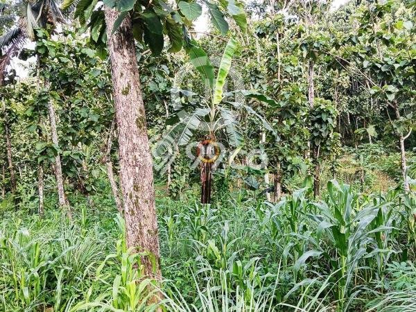 Lahan untuk Dijual Lokasi Sidorejo, Salatiga Luas 19520m2 SHM Lahan untuk Dijual Lokasi Sidorejo, Salatiga Luas 19520m2 SHM
