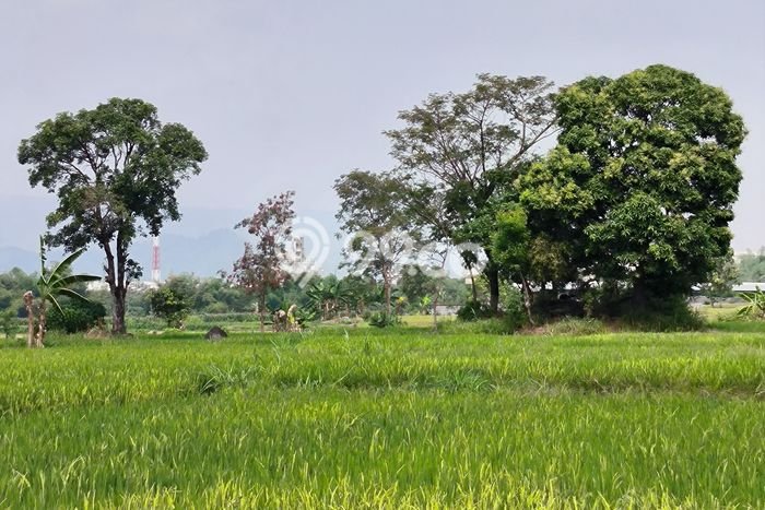 Tanah di Purwosari, Pasuruan Luas 1.3e+08m2 Dijual Segera Tanah di Purwosari, Pasuruan Luas 1.3e+08m2 Dijual Segera