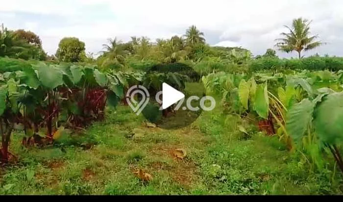 Tanah Dijual Lokasi Ranca Bungur, Bogor Luas 5507m2 Legalitas Aman Tanah Dijual Lokasi Ranca Bungur, Bogor Luas 5507m2 Legalitas Aman