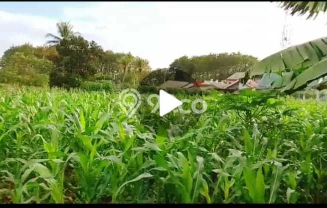 Tanah Dijual Lokasi Ranca Bungur, Bogor Luas 5507m2 Legalitas Aman Tanah Dijual Lokasi Ranca Bungur, Bogor Luas 5507m2 Legalitas Aman
