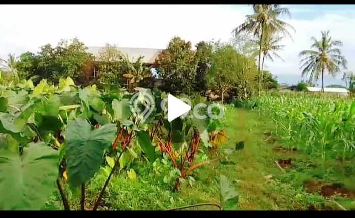 Tanah Dijual Lokasi Ranca Bungur, Bogor Luas 5507m2 Legalitas Aman Tanah Dijual Lokasi Ranca Bungur, Bogor Luas 5507m2 Legalitas Aman