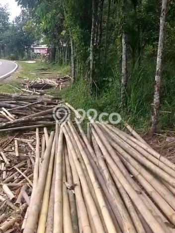 Jarang Ada! Tanah di Cimarga Punya Luas 15000m2 - Jarang Ada! Tanah di Cimarga Punya Luas 15000m2 -