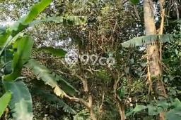 Tanah Komersial Dijual di Curug Serang 2980m2 Tanah Komersial Dijual di Curug Serang 2980m2