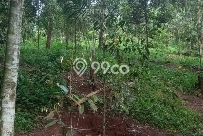 Lahan untuk Dijual Lokasi Saketi, Pandeglang Luas 16000m2 SHM Lahan untuk Dijual Lokasi Saketi, Pandeglang Luas 16000m2 SHM