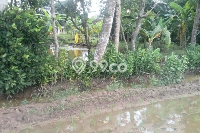 Tanah di Panimbang, Pandeglang Luas 10000m2 Dijual Segera Tanah di Panimbang, Pandeglang Luas 10000m2 Dijual Segera