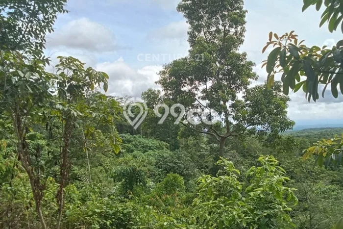 Lahan untuk Dijual Lokasi Cigeulis, Pandeglang Luas 20000m2 - Lahan untuk Dijual Lokasi Cigeulis, Pandeglang Luas 20000m2 -