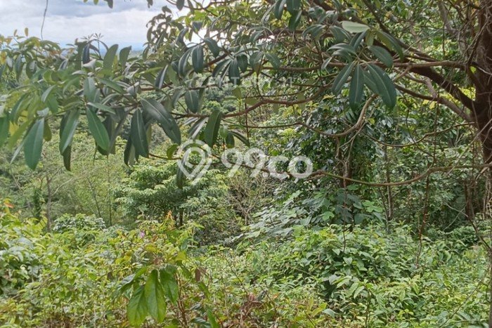Lahan untuk Dijual Lokasi Cigeulis, Pandeglang Luas 20000m2 - Lahan untuk Dijual Lokasi Cigeulis, Pandeglang Luas 20000m2 -