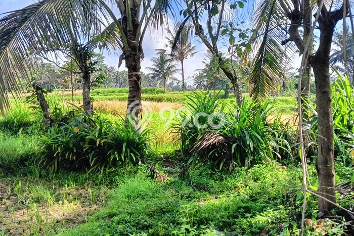 Tanah Strategis Dijual di Penebel Tabanan 6500m2 Tanah Strategis Dijual di Penebel Tabanan 6500m2