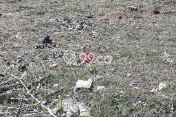 Dijual Tanah di Denpasar, Luas 2000m2 SHM Dijual Tanah di Denpasar, Luas 2000m2 SHM