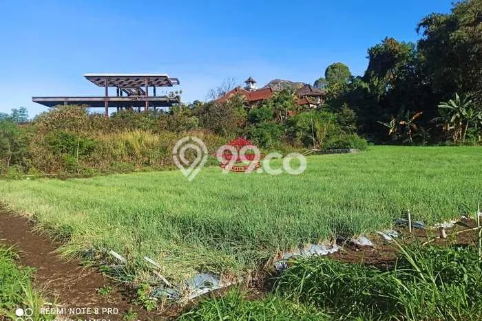 Lahan untuk Dijual Lokasi Kintamani, Bangli Luas 2000m2 SHM Lahan untuk Dijual Lokasi Kintamani, Bangli Luas 2000m2 SHM