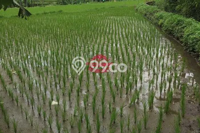 Tanah Dijual Area Strategis di Sayan Gianyar 1700m2 Tanah Dijual Area Strategis di Sayan Gianyar 1700m2