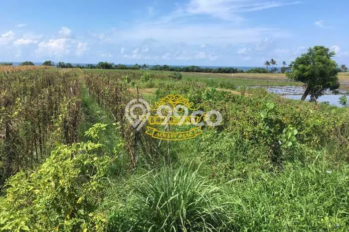 Tanah Dijual Lokasi Strategis di Tabanan dengan Luas 3500m2 Tanah Dijual Lokasi Strategis di Tabanan dengan Luas 3500m2