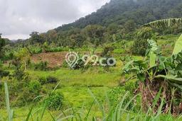 Lahan Dijual Lokasi Strategis di Buleleng dengan Luas 300000m2 Lahan Dijual Lokasi Strategis di Buleleng dengan Luas 300000m2