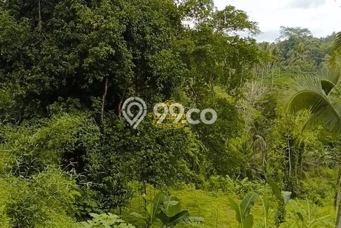 Kavling Tanah Dijual di Tampaksiring Gianyar Spesifikasi 11300m2 Kavling Tanah Dijual di Tampaksiring Gianyar Spesifikasi 11300m2