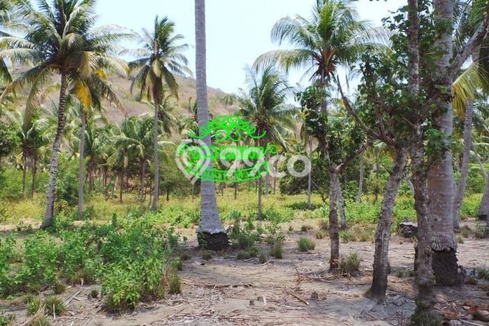 Tanah Dijual Lokasi Strategis di Lombok Barat dengan Luas 139305m2 Tanah Dijual Lokasi Strategis di Lombok Barat dengan Luas 139305m2