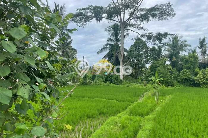 Tanah Dijual Area Strategis di Petulu Gianyar 1288m2 Tanah Dijual Area Strategis di Petulu Gianyar 1288m2