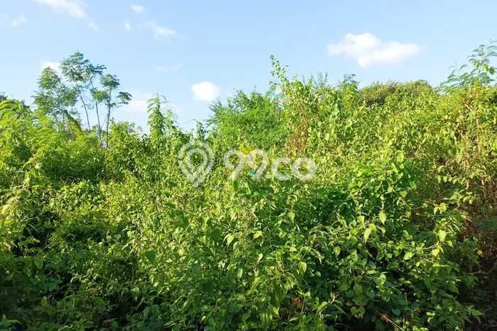 Dijual Tanah Lokasi Pecatu, Badung Seluas 1230m2 Dijual Tanah Lokasi Pecatu, Badung Seluas 1230m2