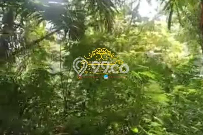 Tanah Dijual Lokasi Tegallalang Gianyar SHM Tanah Dijual Lokasi Tegallalang Gianyar SHM