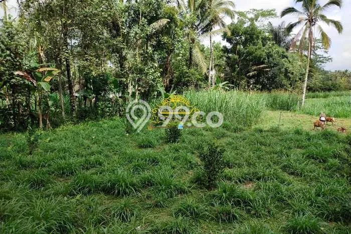 Untuk Dijual Tanah 5300m2 di Taro, Gianyar Untuk Dijual Tanah 5300m2 di Taro, Gianyar