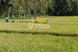 Jual Cepat Hunian Elegan Klasik di Tabanan Jual Cepat Hunian Elegan Klasik di Tabanan