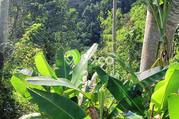 Tanah Strategis Dijual di Penebel Tabanan 6500m2 Tanah Strategis Dijual di Penebel Tabanan 6500m2