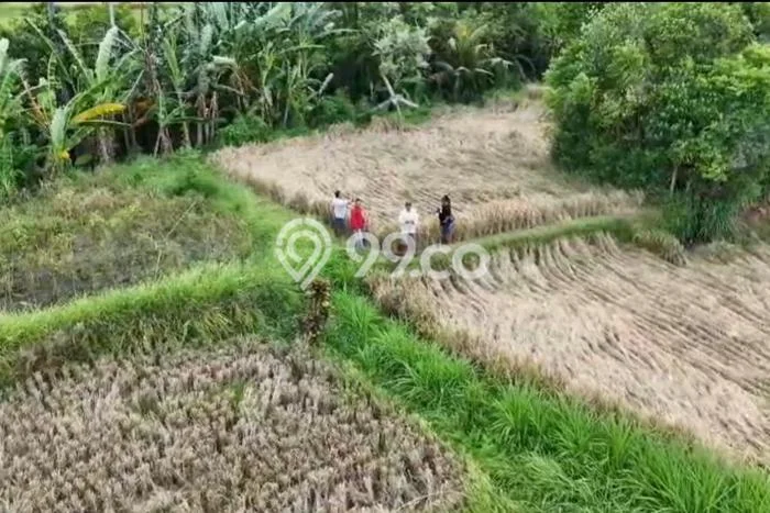 Tanah Dijual Area Strategis di Temesi Gianyar 220000m2 Tanah Dijual Area Strategis di Temesi Gianyar 220000m2