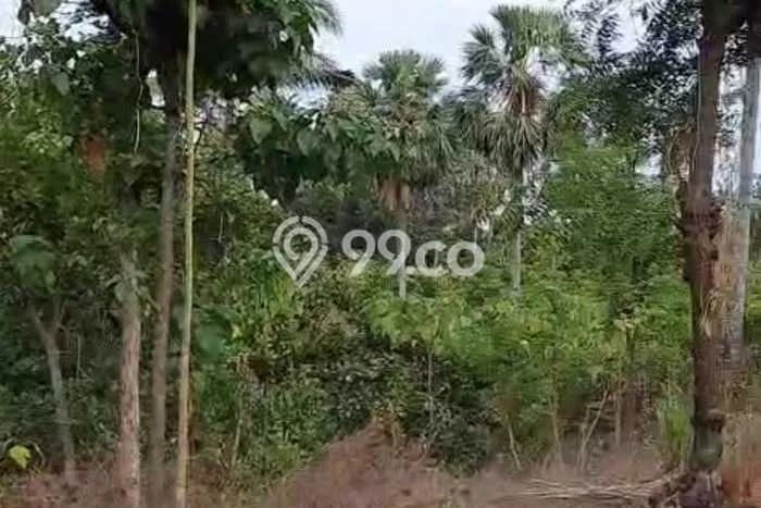 Untuk Dijual Tanah 8200m2 di Tembok, Buleleng Untuk Dijual Tanah 8200m2 di Tembok, Buleleng